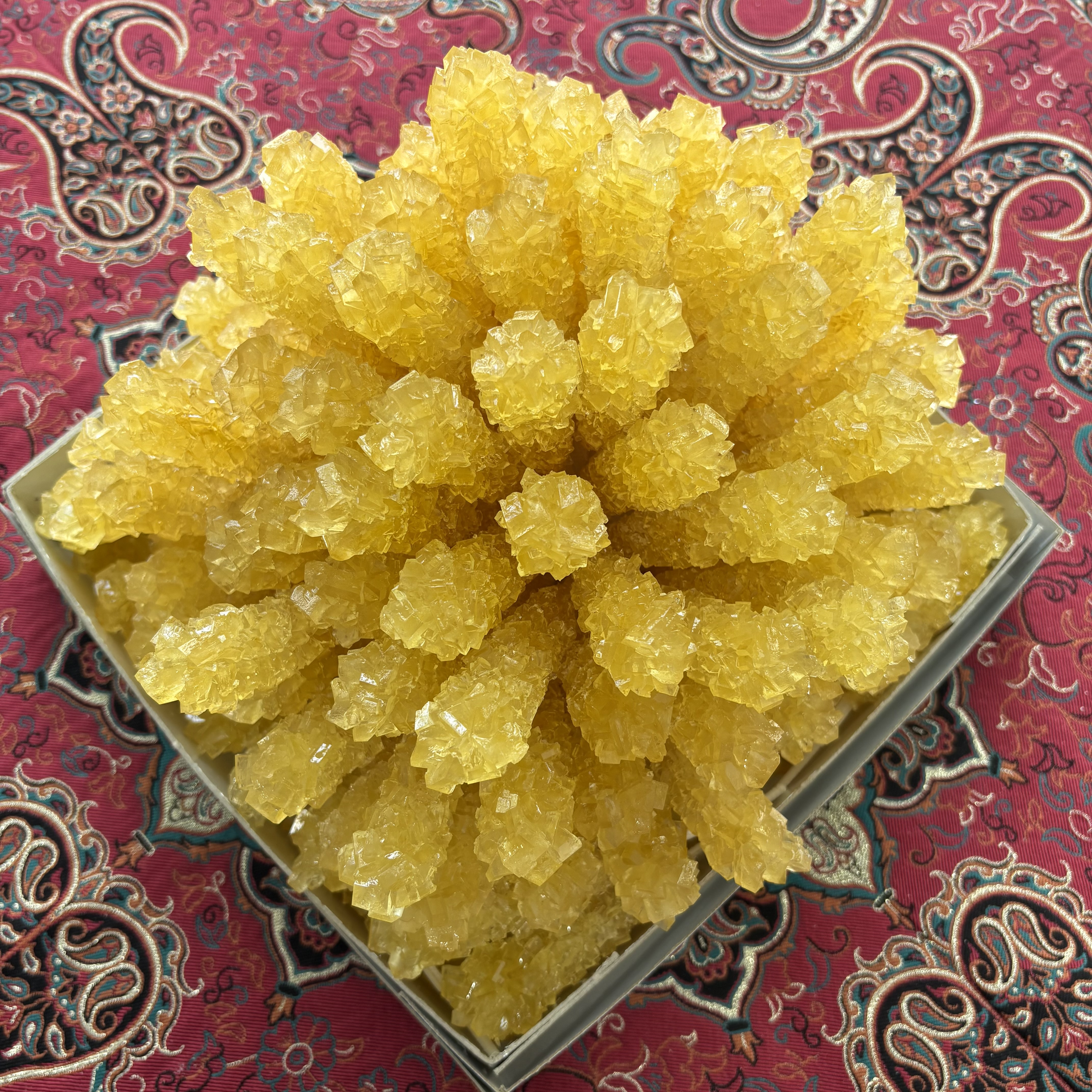 نی نبات